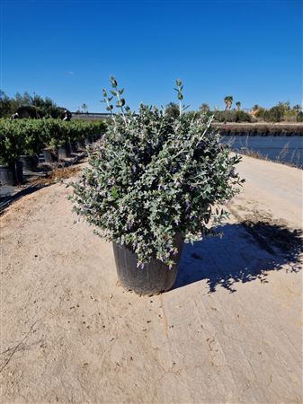 Teucrium |  P.25cm -  H.90 cm
