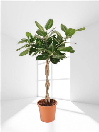 Ficus Audrey Gevlochten | Trenzado |  P.18cm -  H.110 cm