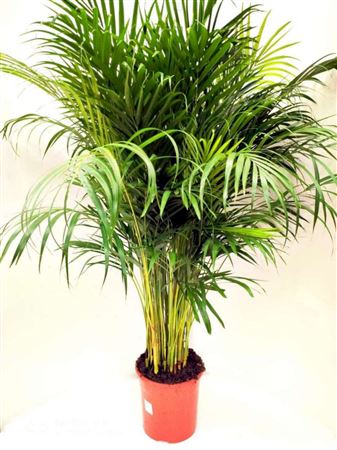 Dypsis Lutescens | Areca |  P.24cm -  H.140 cm