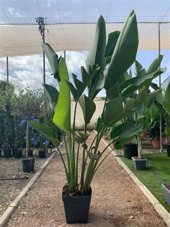 Strelitzia nicolai 2 Plant |  P.28cm -  H.150 cm