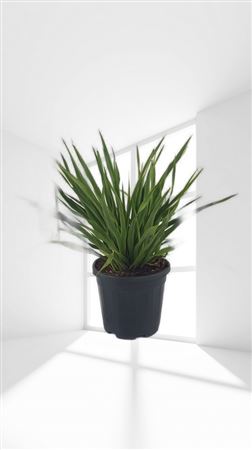 Yucca Rupicola 15Ltr |  P.30cm -  H.80 cm