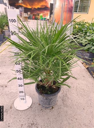 Chamaerops humilis 15Ltr |  P.30cm -  H.90 cm
