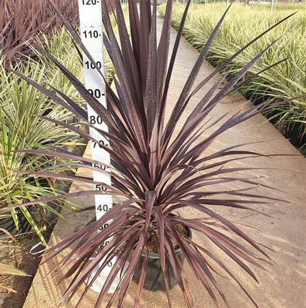 Cordyline Burgundy |  P.30cm -  H.110 cm