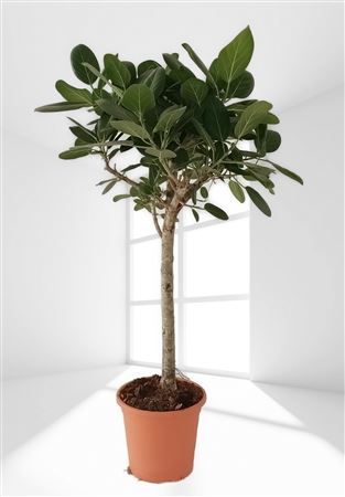 Ficus Audrey Stam |  P.30cm -  H.110 cm
