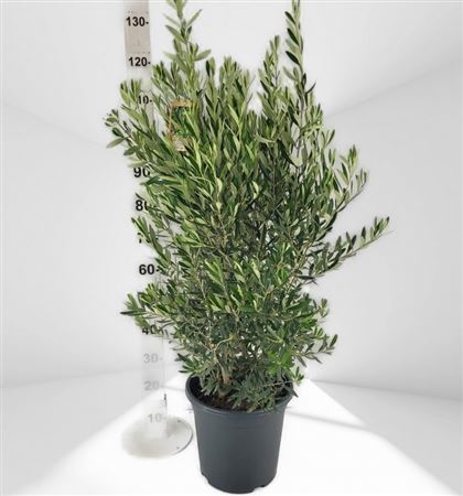 Olea Europea |  P.30cm H.120 cm
