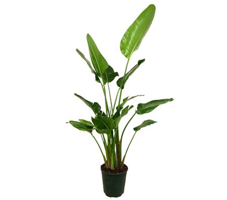 Strelitzia nicolai 3 Plant |  P.24cm -  H.140 cm