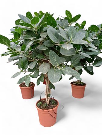 Ficus Audrey Gevlochten | Trenzado |  P.30cm -  H.130 cm