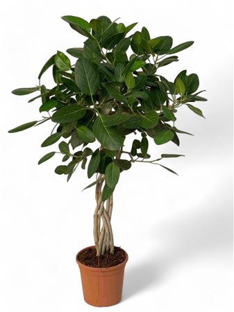 Ficus Audrey Gevlochten | Trenzado plane |  P.30cm -  H.150 cm