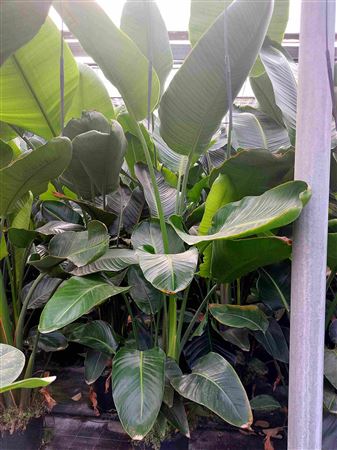 Strelitzia nicolai 3PP |  P.30cm -  H.220 cm