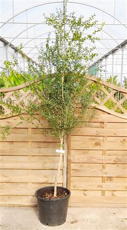 Citrus australasica - Caviar Citrico |  P.35cm -  H.200 cm