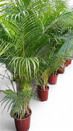 Dypsis Lutescens | Areca |  P.35cm -  H.160 cm