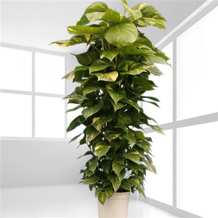 Epipremnum Pinnatum 'aureum' |  P.35cm -  H.180 cm