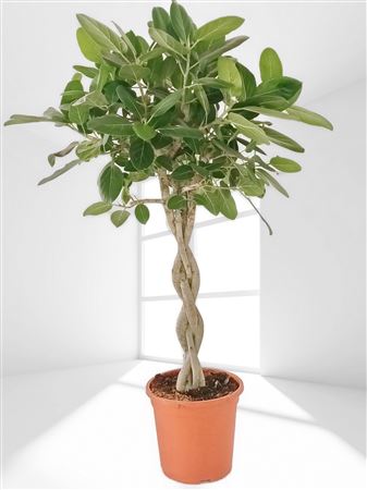Ficus Audrey Gevlochten | Trenzado |  P.35cm -  H.180 cm