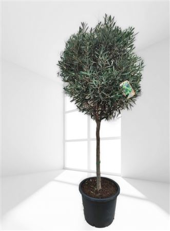 Olea Europea Stam |  P.35cm H.200 cm