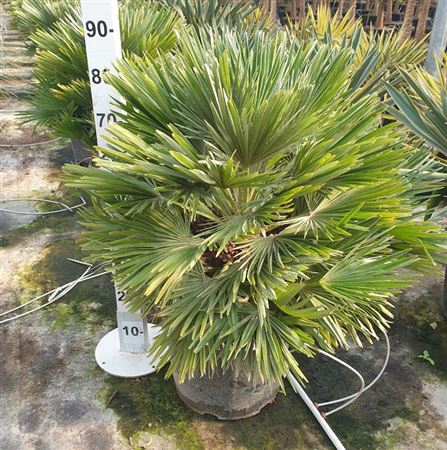 Chamaerops humilis 30Ltr |  P.40cm -  H.80 cm