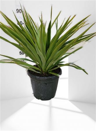 Yucca Rupicola 30Ltr |  P.40cm -  H.80 cm