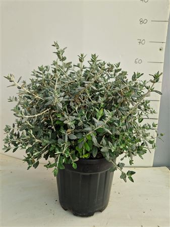 Teucrium |  P.40cm -  H.120 cm