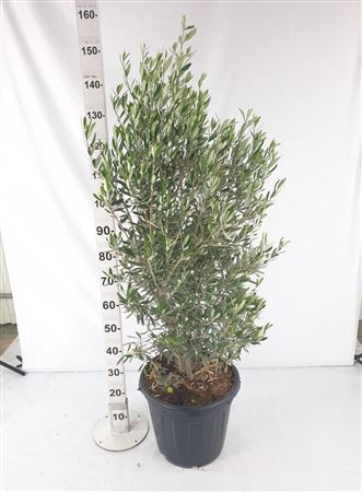Olea Europea |  P.40cm H.160 cm