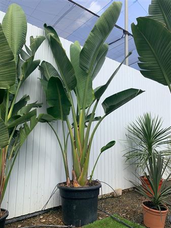 Strelitzia nicolai 60L Group |  P.40cm -  H.170 cm