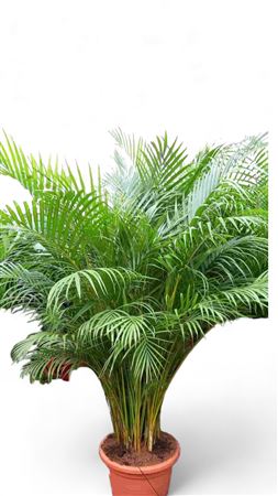 Dypsis Lutescens | Areca |  P.40cm -  H.220 cm