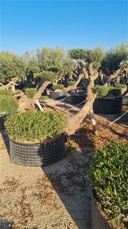 Olea Europea Tumbado 0 Malla |  P.NETcm H.140 cm