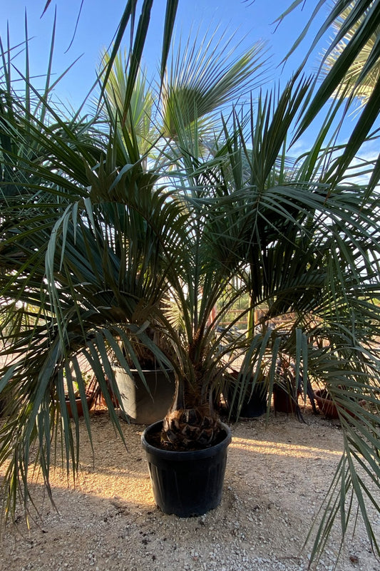 Butia capitata 110l  |  P.60cm H.220