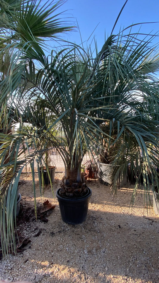 Butia capitata 130l  |  P.65cm H.240