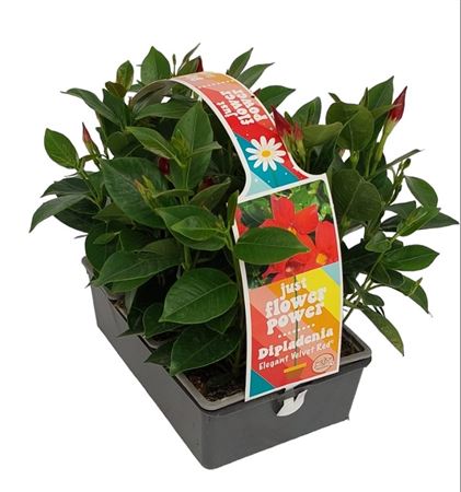 Dipladenia 7x7 Vierkant Pack De 6 Uds. |  P.7cm -  H.25 cm