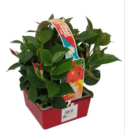 Dipladenia 7x7 Vierkant Pack De 4 Uds. |  P.7cm -  H.25 cm