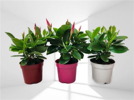 Dipladenia Bol (1 stek) |  P.11cm -  H.20 cm