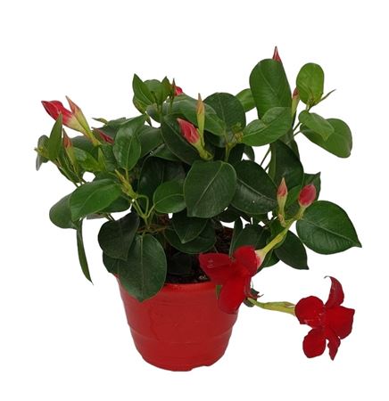 Dipladenia bush |  P.14cm -  H.30 cm