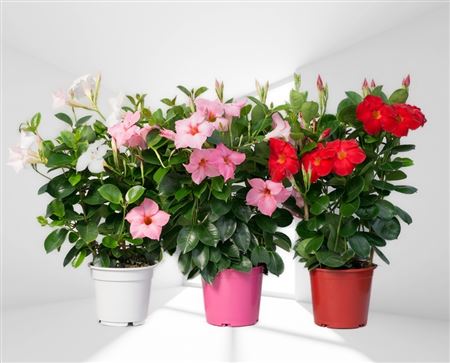 Dipladenia Rekje |  P.14cm -  H.40 cm