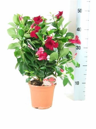 Dipladenia Dubbele Boog |  P.14cm -  H.40 cm