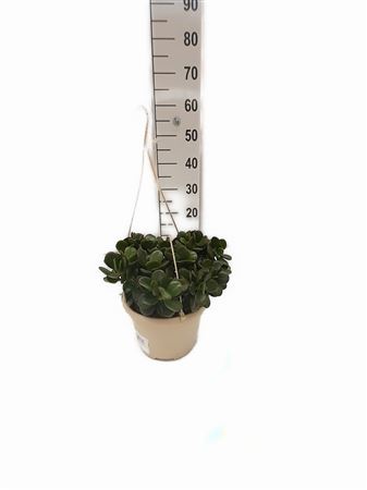 Crassula ovata arb.Hang | Colgar |  P.15cm -  H.40 cm
