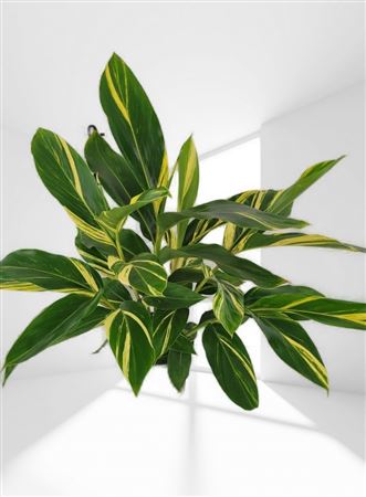 Alpinia Zerumbet Variegata |  P.17cm -  H.60 cm