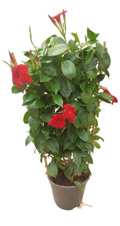 Dipladenia Rekje |  P.17cm -  H.60 cm