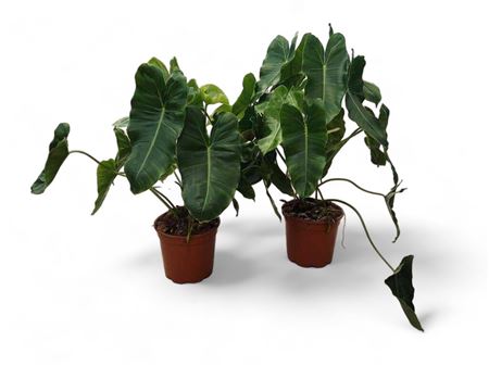 Philodendron Paraiso verde |  P.17cm -  H.60 cm