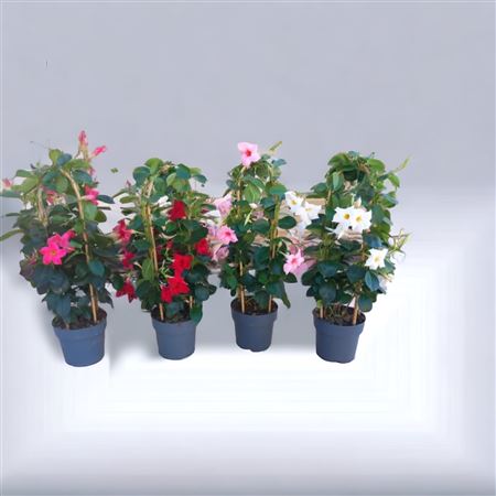 Dipladenia Dubbele Boog |  P.17cm -  H.60 cm