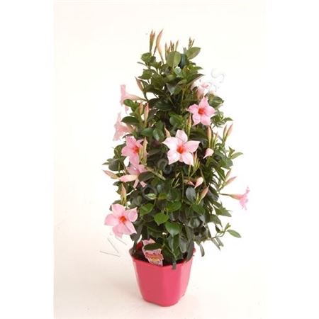 Dipladenia Piramide |  P.17cm -  H.70 cm