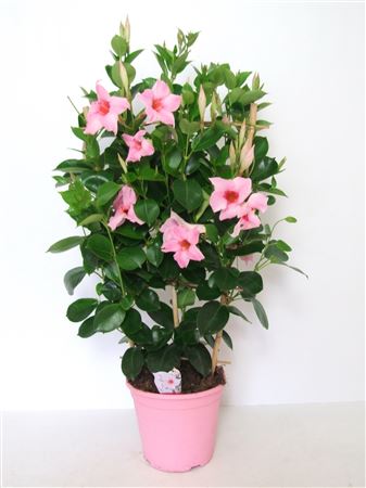 Dipladenia Rekje / Rekje Bicolor |  P.17cm -  H.60 cm