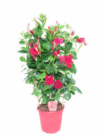 Dipladenia Dubbele Boog Tricolor |  P.17cm -  H.60 cm