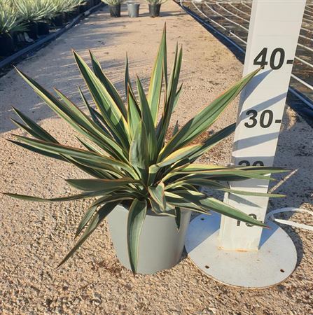 Yucca Gloriosa variagata 20 |  P.20cm -  H.70 cm