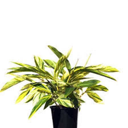 Alpinia Zerumbet Variegata |  P.20cm -  H.80 cm