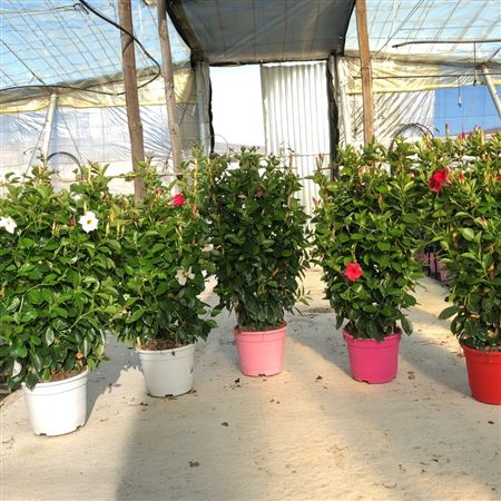 Dipladenia Rekje | Rekje Bicolor |  P.23cm -  H.110 cm