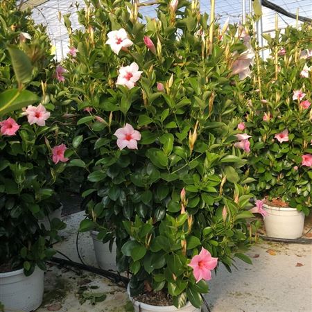 Dipladenia Dubbele Boog | Dubbele Boog Bicolor |  P.23cm -  H.110 cm