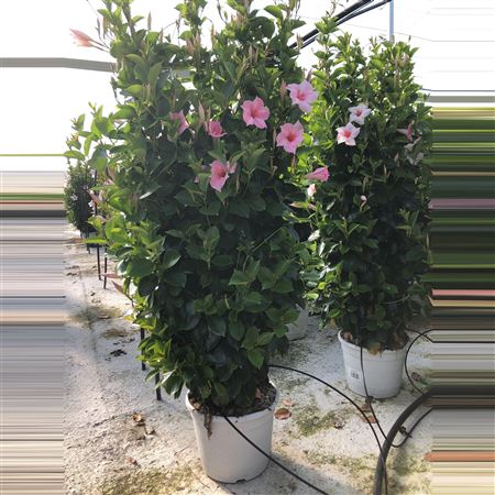 Dipladenia Piramide | Piramide Bicolor |  P.23cm -  H.110 cm