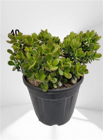Crassula ovata mini |  P.25cm -  H.50 cm