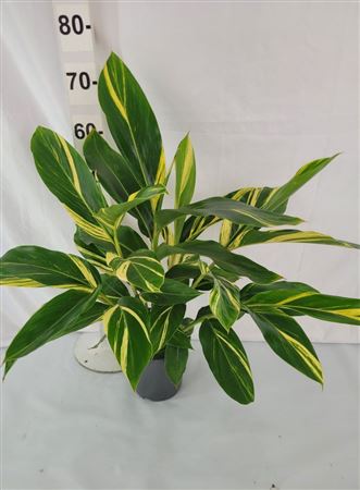 Alpinia Zerumbet Variegata 25cm |  P.25cm -  H.70 cm