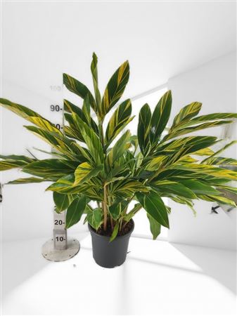 Alpinia Zerumbet Variegata |  P.32cm -  H.110 cm