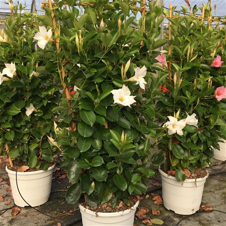 Dipladenia Rekje | Rekje Bicolor |  P.27cm -  H.150 cm